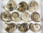 Lot: - Cut Ammonite Pairs (Grade B) - Pairs #77338-1